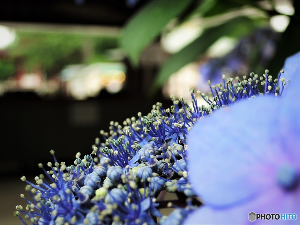 Hydrangea