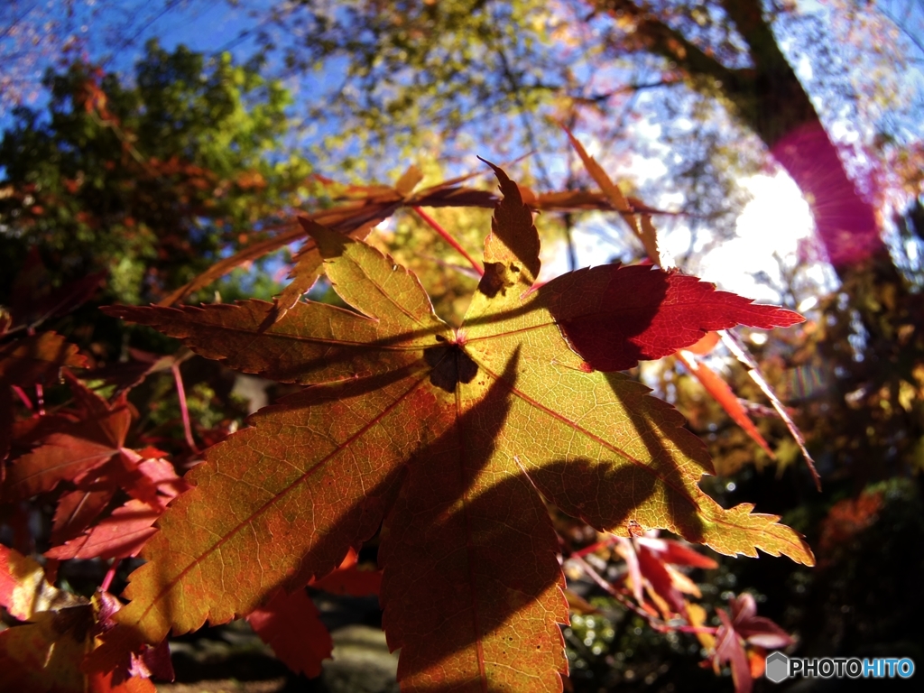 紅葉