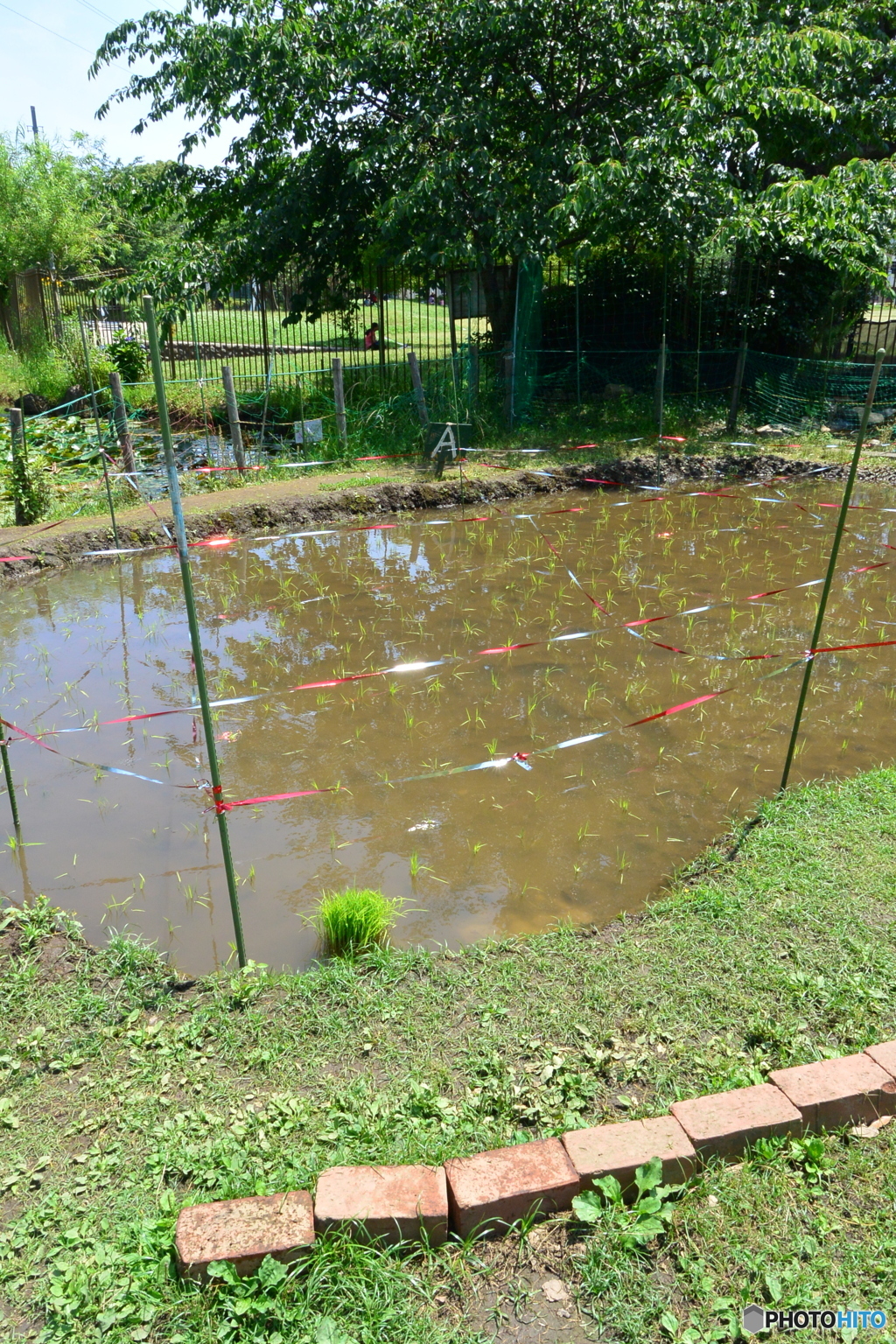 近くの公園の田んぼ・・・