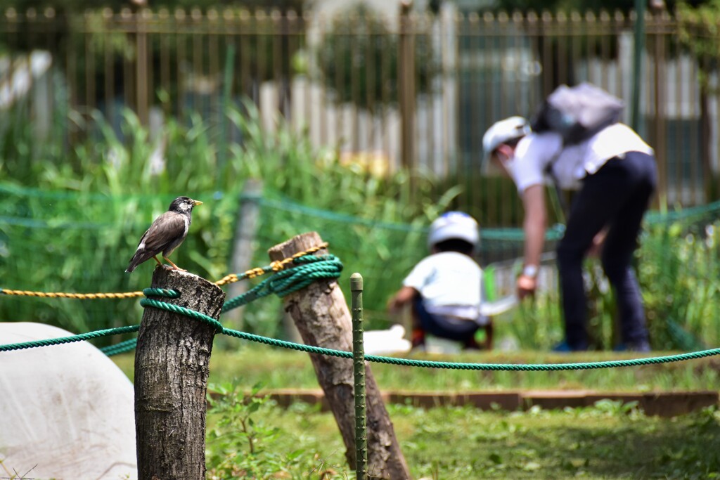 野鳥と親子