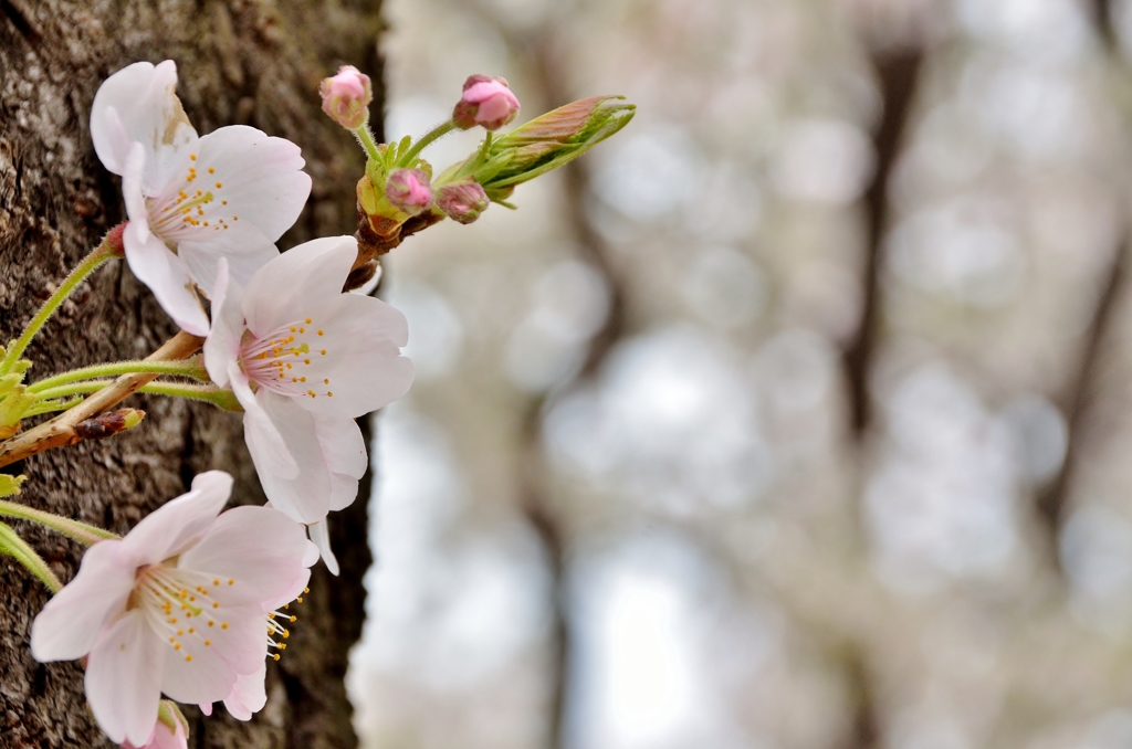 胴吹き桜