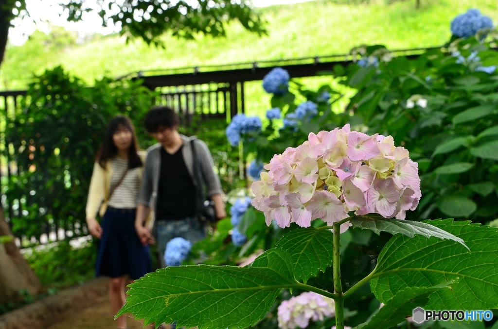 紫陽花と、ふたり