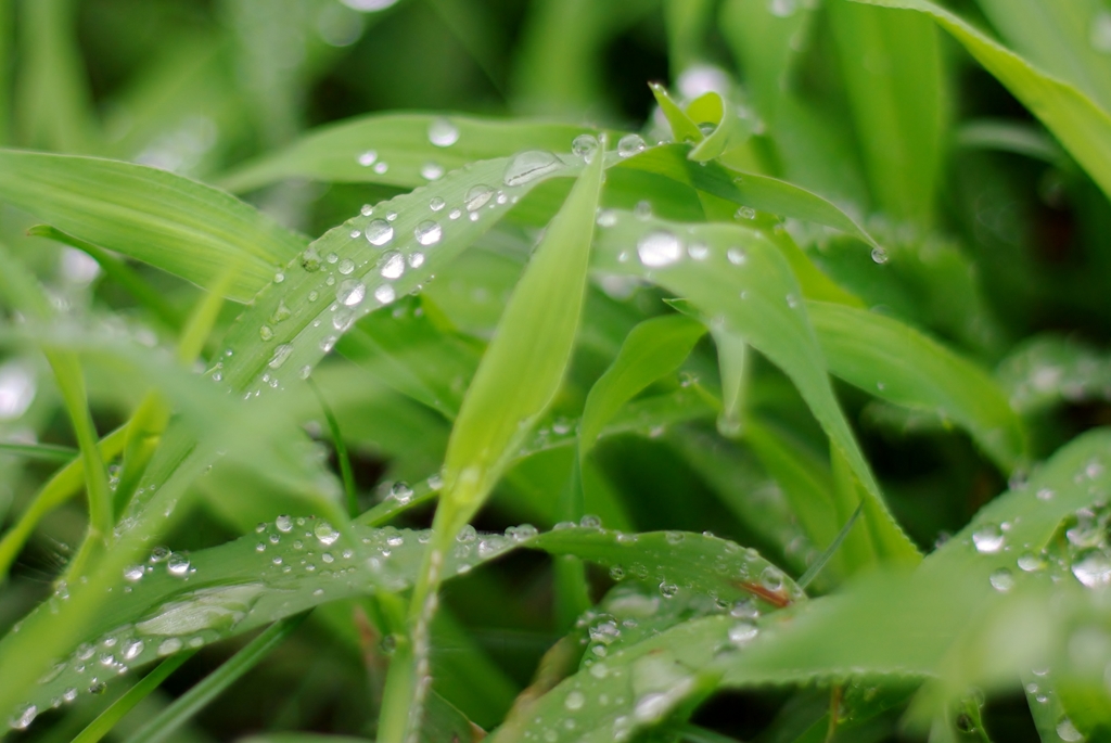 雨上がりの・・・ 02