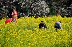 菜の花畑