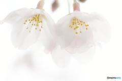 桜桜