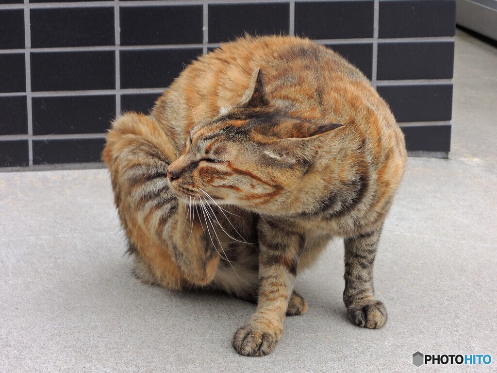 ぼく、ネコ・・・あぁ～かいぃ、かいぃ、