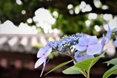 Hydrangea in the temple