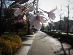 今朝の桜