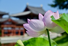 蓮と平等院