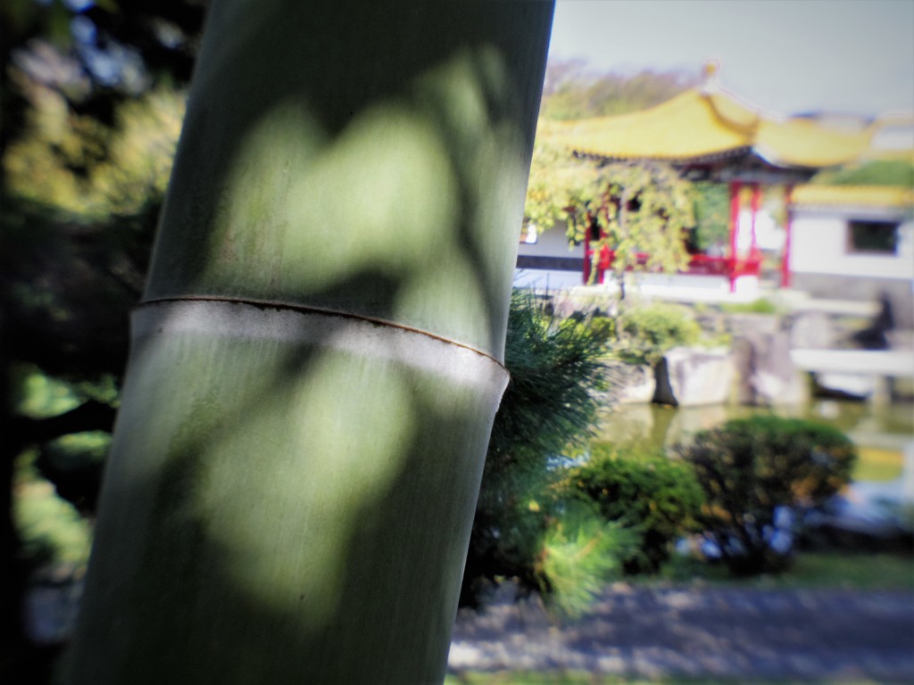 bamboo　＆　shadow