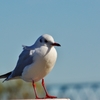 遠くで汽笛を聞きながら・・・（カモメver）