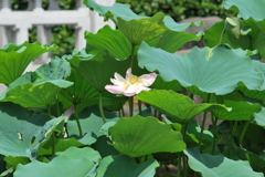 hasu
