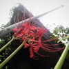 季節外れの・・・背競べ