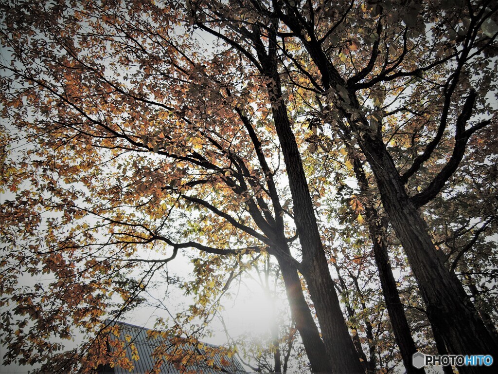 紅葉
