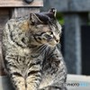 証明としての・・・野生は、