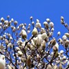 白と青の春の便り