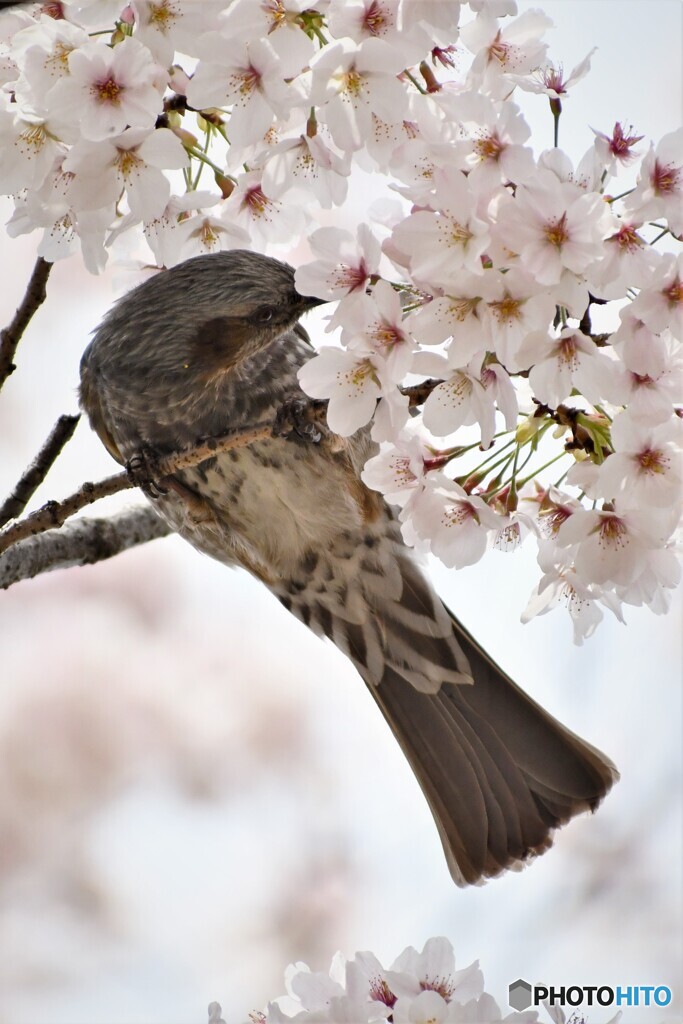 桜とヒヨドリ