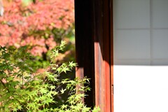 もみじと障子