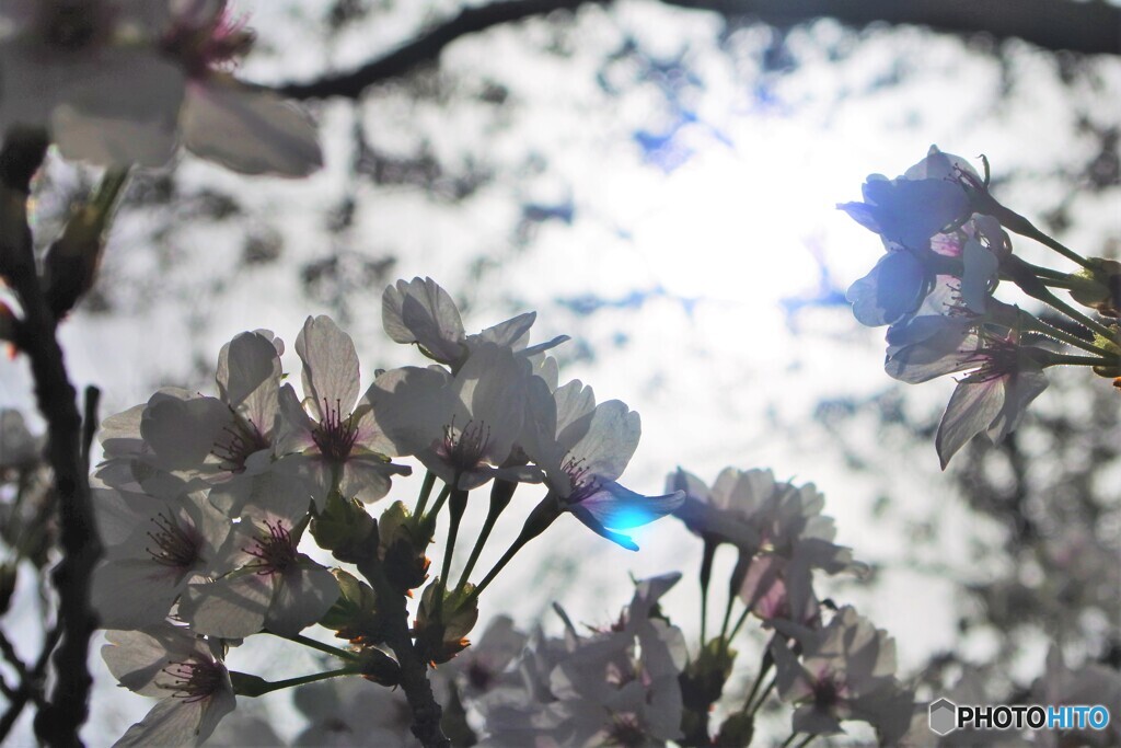 Cherry tree rays