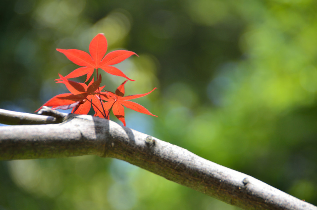 春の紅葉