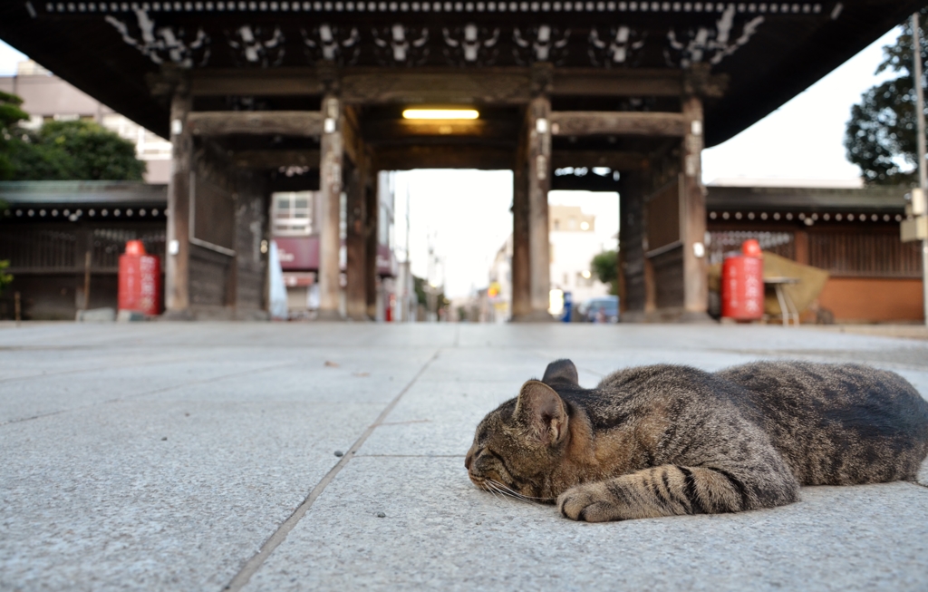 しらんぷりっとねこ