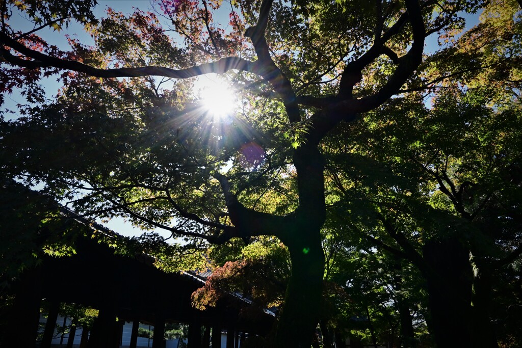 あきの逆光風景