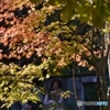 徳川家の紅葉
