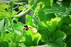 kumaさんのお仕事ぶり・・・