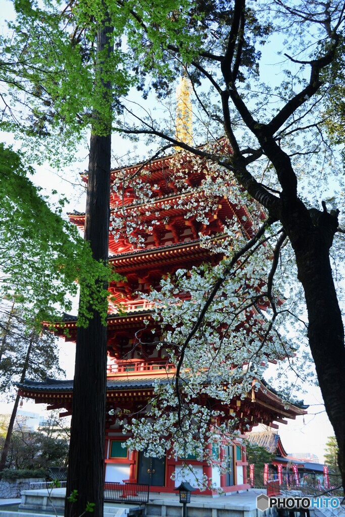 みどりと桜と、五重塔と・・・