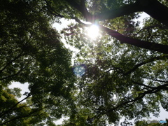 image逆光
