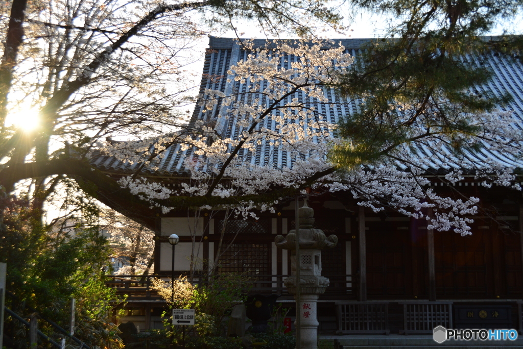 夕陽と桜と本堂と