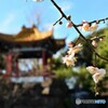 もう・・・春