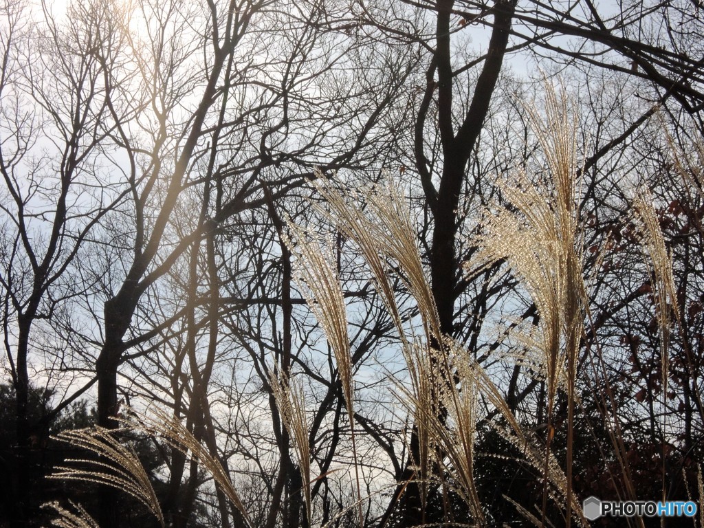 新春の皇居・・・すすき