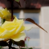 黄色い薔薇