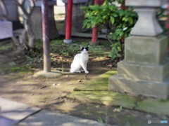 氏子さんですか？