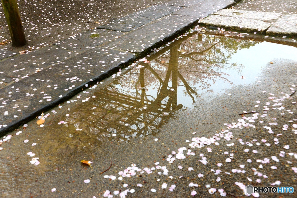 雨の中の・・・