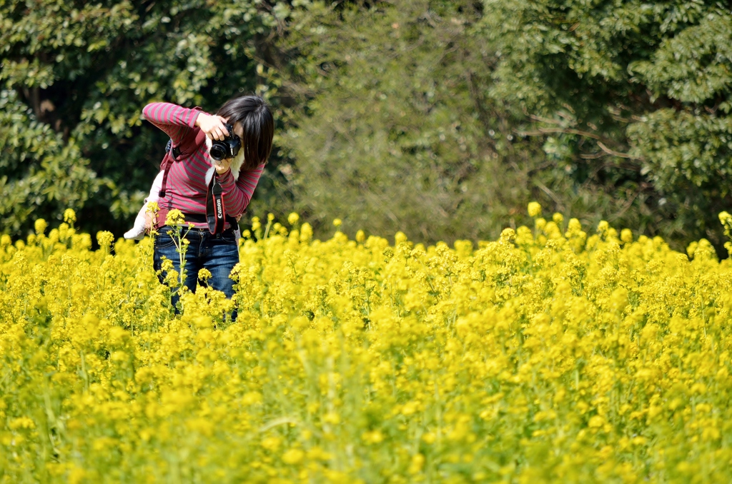 頑張って・・・撮る（菜の花ｖｅｒ）