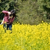 頑張って・・・撮る（菜の花ｖｅｒ）
