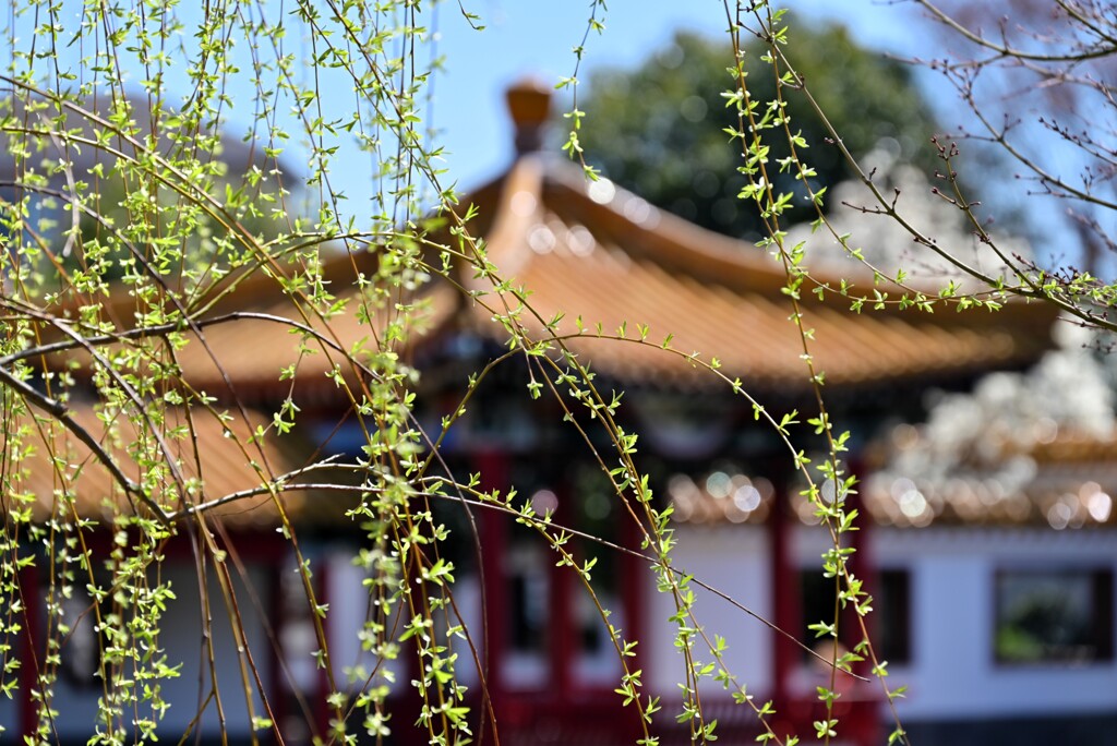 新芽