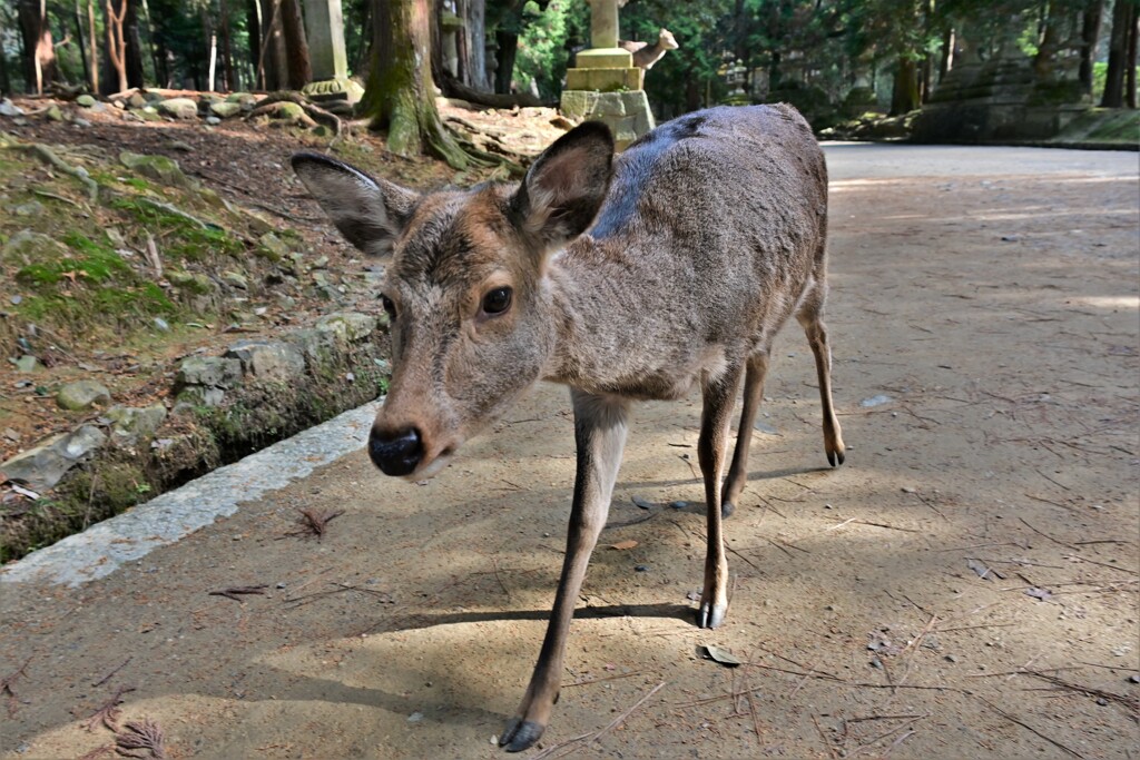 しかさん