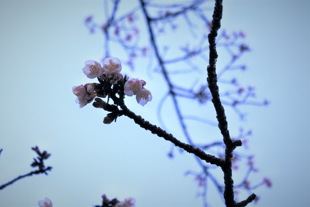 新年さくら