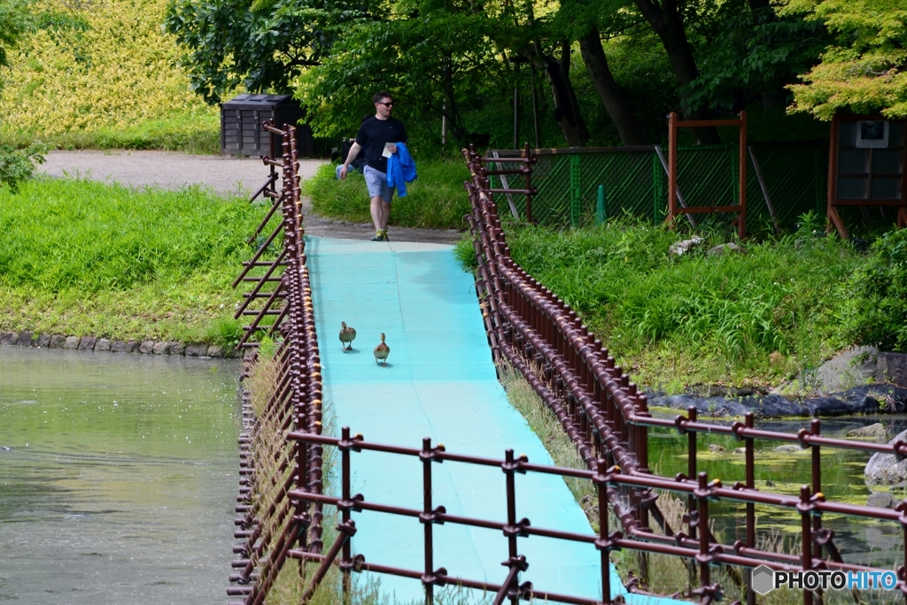 水鳥の散歩