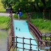 水鳥の散歩