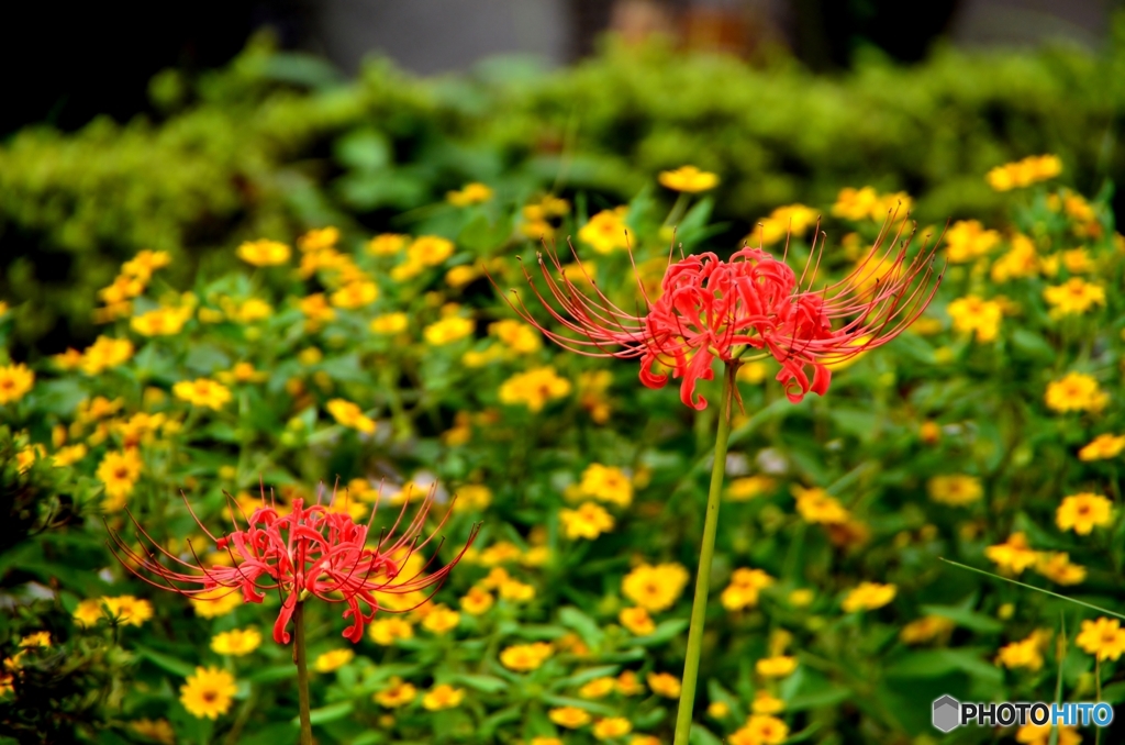Red in the yellow