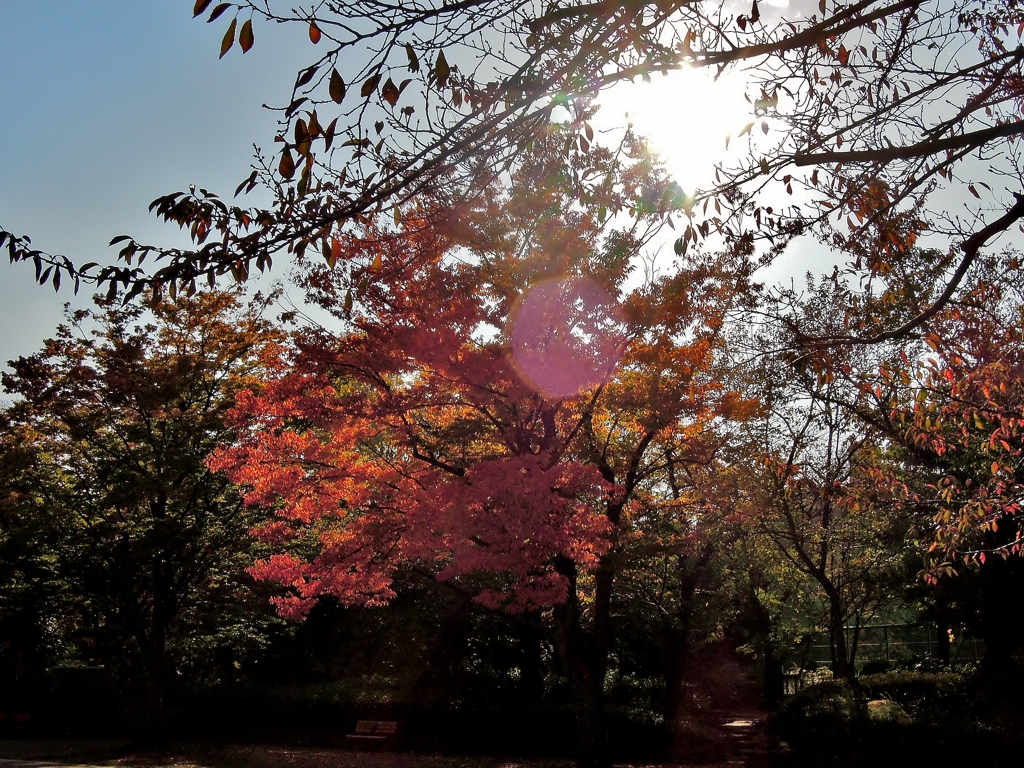 日の丸・・・Autumn edition