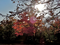 日の丸・・・Autumn edition