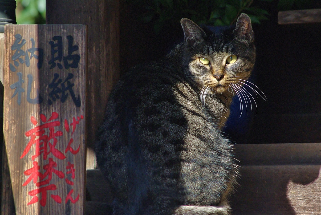 ニャにか、妖怪？