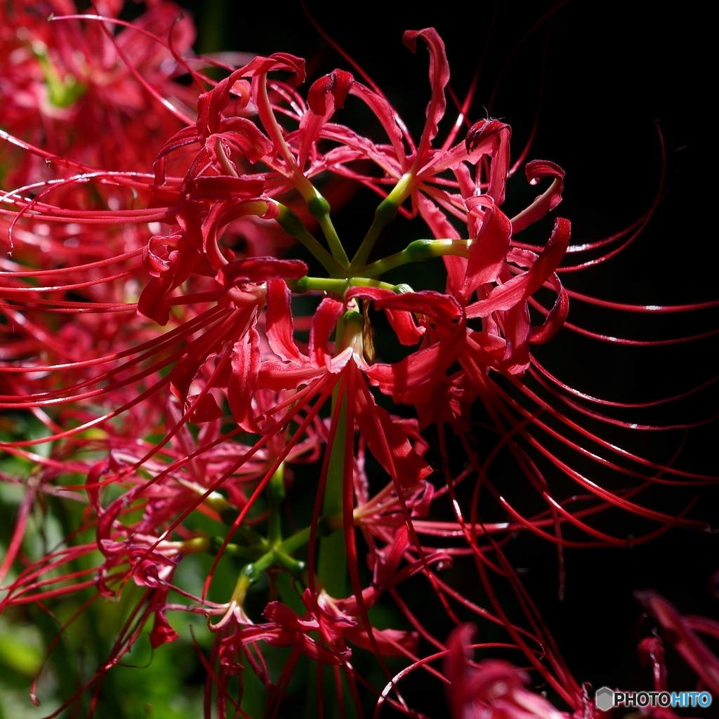 雷花