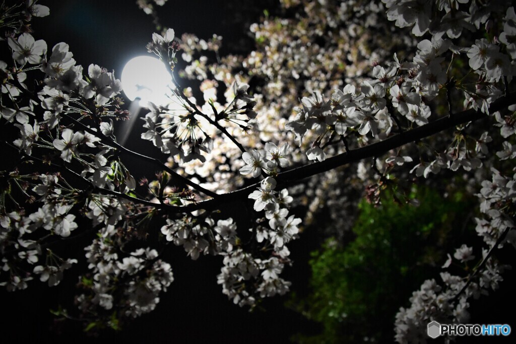 夜桜