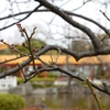 ”Did the plum bloom?”